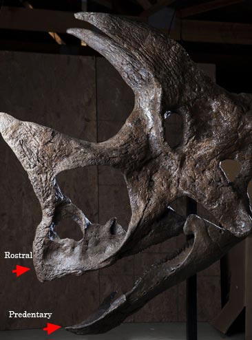 The bones forming the beak of a horned dinosaur.