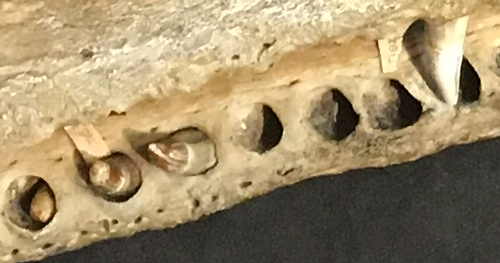 Teeth in sockets - characteristic of the Archosaurs.