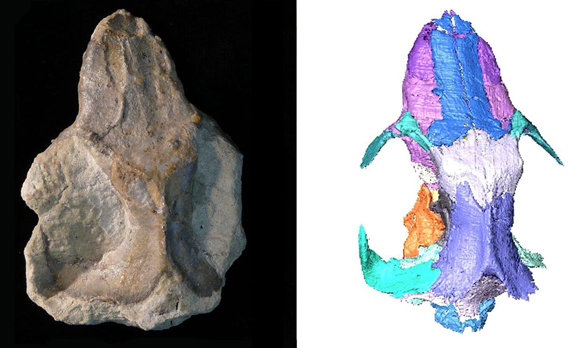 The skull and scan of C. Dorsal view of the fossil skull (left) and the computer generated image (right) C. wahkarmoosuch.