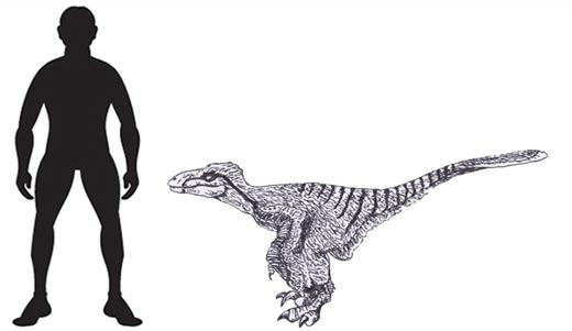A scale drawing of the dromaeosaurid dinosaur Pyroraptor olympius.