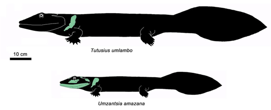 The known fossils of Tutusius umlambo and Umzantsia amazana