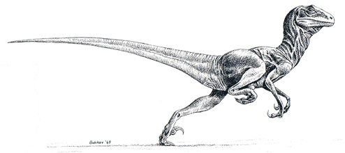 The Dinosaur Renaissance - Deinonychus