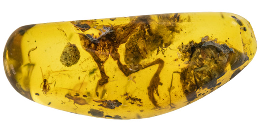 Prehistoric frog preserved in amber.