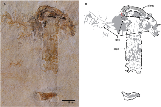 Early Cretaceous mushroom Gondwanagaricites magnificus.