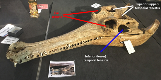 A gharial skull with the fenestrae and eye sockets labelled.