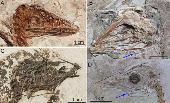 Fossil hyoid bones in flying dinosaurs and extinct birds.