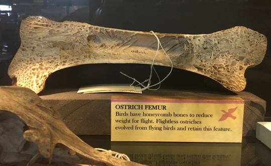 An ostrich femur showing extensive pneumaticity.