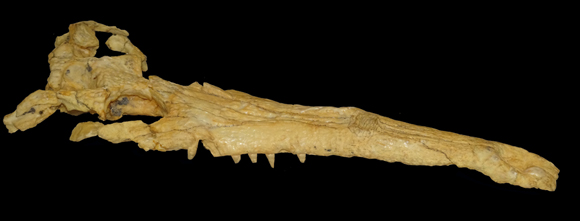 The skull of Thoracosaurus.
