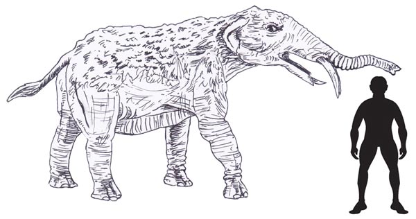 Gomphotherium scale drawing.