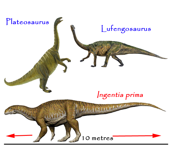 Sauropodamorpha size comparison.