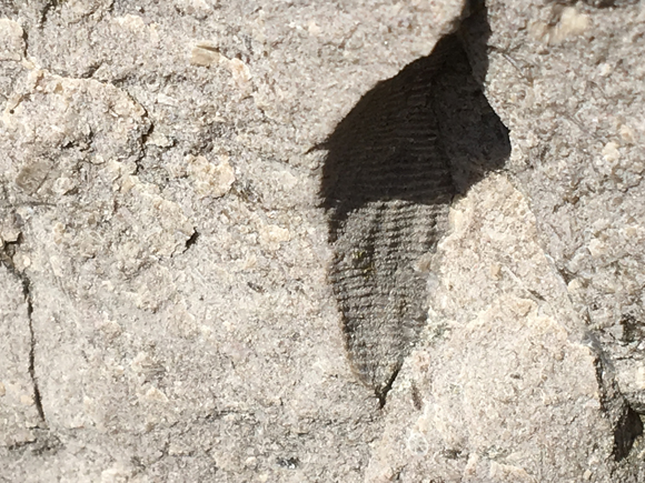 A view of a lost world, an impression of the shell of a brachiopod preserved in the limestone rock.