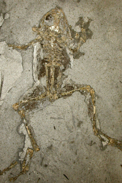 A frog fossil from Spain.
