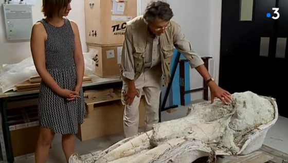 Discussing the French Gomphotherium fossil skull.
