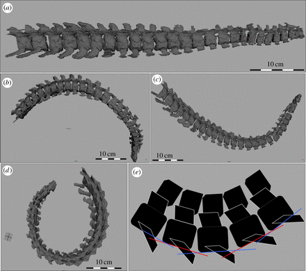 The range of neck movement in Examining the range of motion of Nichollssaura borealis.