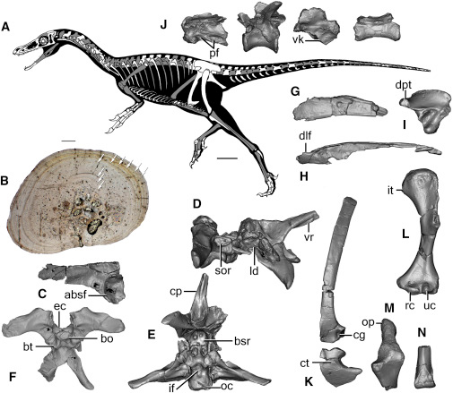 Xiyunykus pengi fossils.