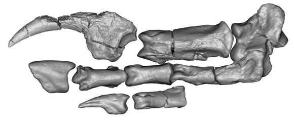 Image of the fossil bones comprising the Bannykus hand.