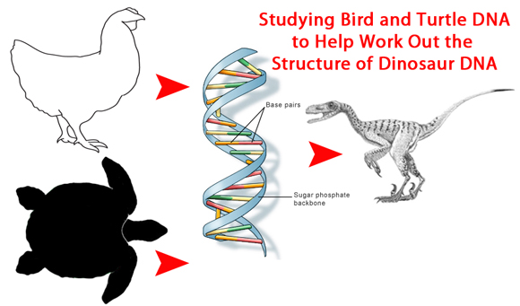 Extrapolating the Structure of the Dinosaur Genome