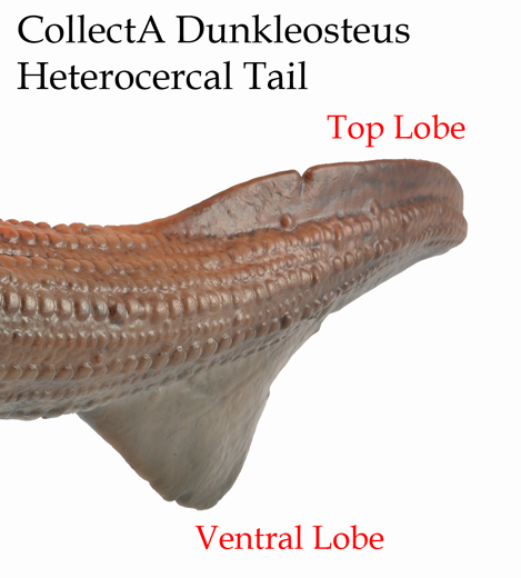 The tail of the CollectA Dunkleosteus.