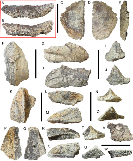 Invictaryx osteoderms.