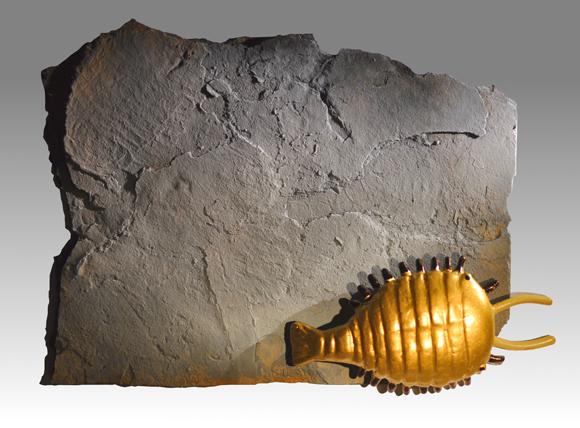 Wild Safari Prehistoric World Cambrian Toob models used to illustrate fossils.