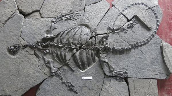 Eorhynchochelys sinensis fossil - an early turtle without a shell.