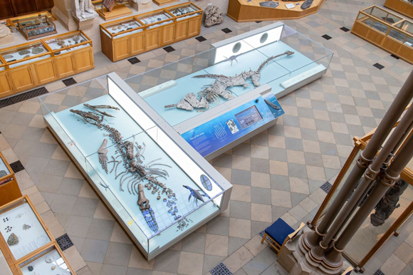 Two marine reptile fossils on display.