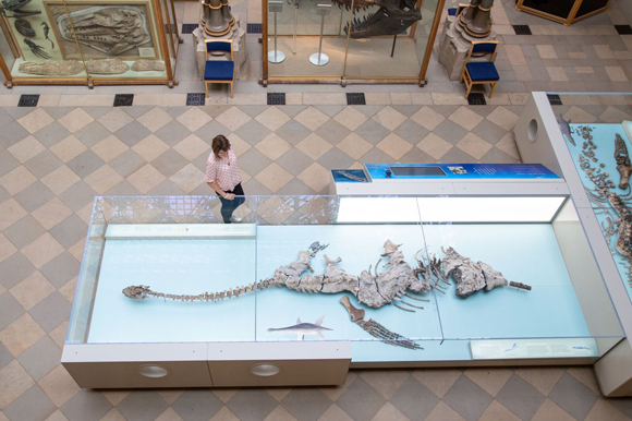 Plesiosaur specimen at the Oxford University Museum of Natural History.
