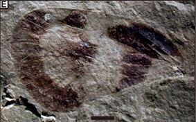Boreocixius species, wing fossil.