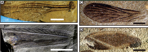 Evidence of the diversity of insects (Chinese fossils).