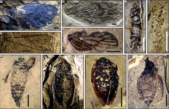 Typical insect fossils from the Triassic deposits of Tongchuan and Karamay entomofaunas.