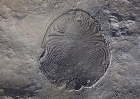 Dickinsonia fossil.