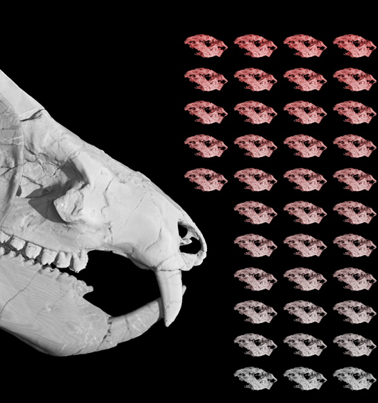 Adult Kayentatherium skull with probable offspring.