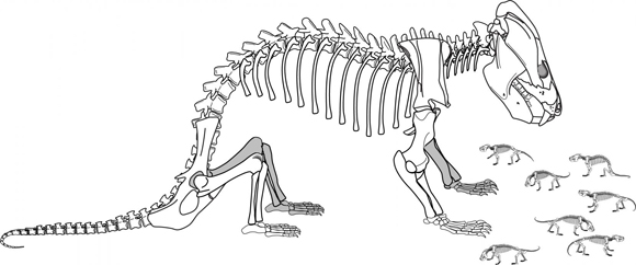 Kayentatherium wellesi skeletal reconstruction (mother and offspring).