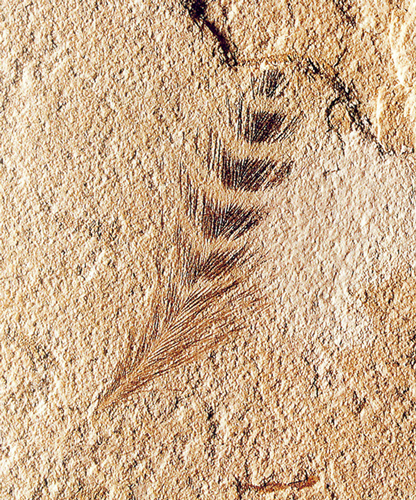 A fossilised feather from the Crato Formation