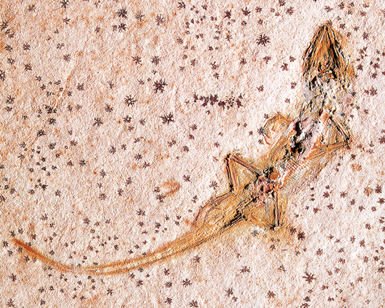 Early Cretaceous lizard fossil (Crato Formation).