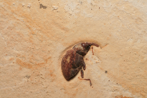 A beautifully preserved weevil fossil (Crato Formation).