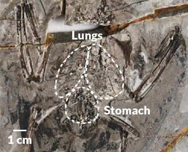 Archaeorhynchus spathula counter slab with possible lung preservation.