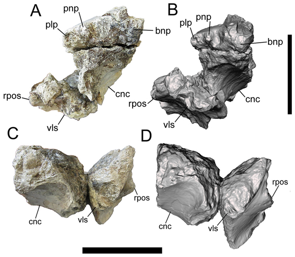 The frontal bones of Dynamoterror dynastes.