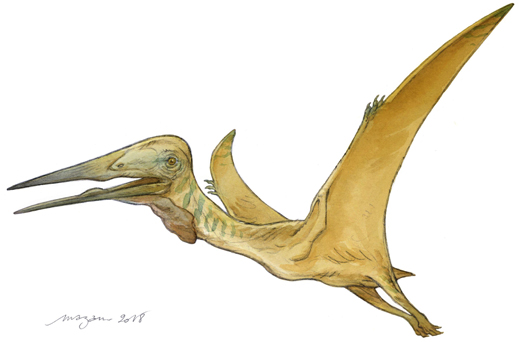Life reconstruction of the pterosaur Mistralazhdarcho maggii.