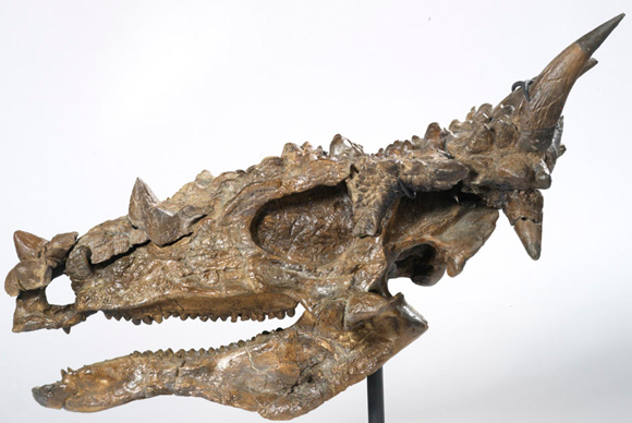 Reconstruction of a Juvenile Pachycephalosaurus skull.