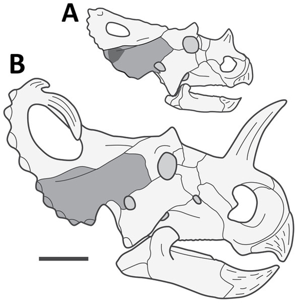 Juvenile (A) and adult (B) Centrosaurus skulls.