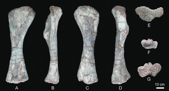 Various views of the humerus of the mamenchisaurid Huangshanlong anhuiensis.
