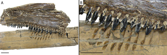 Feeding traces on the pterosaur bone match the teeth of a Sword-eel fish.