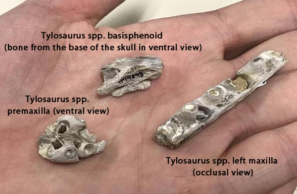 Baby Tylosaurus skull and jaw fossil bones.