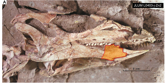 The holotype of Changchunsaurus parvus.