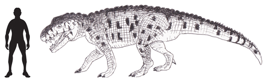 Prestosuchus chiniquensis scale drawing.