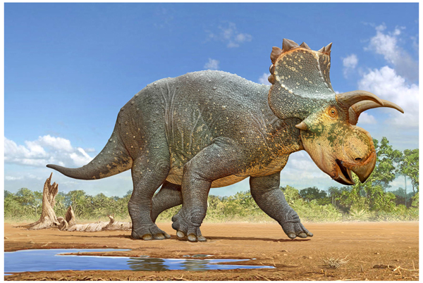Crittendenceratops krzyzanowskii illustrated.
