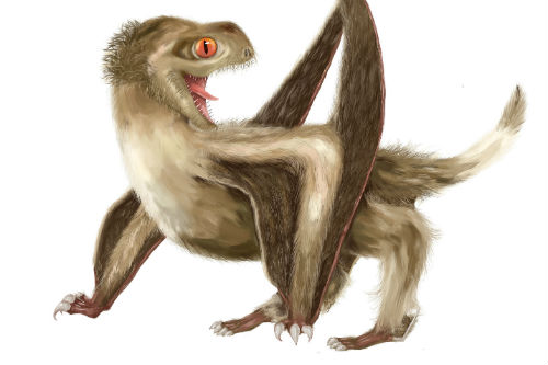A life reconstruction of a "feathered" anurognathid pterosaur.