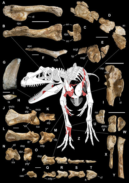 Fossil elements used to identify Saltriovenator as a Ceratosaur.