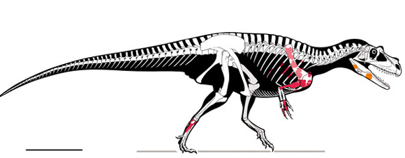 A reconstruction of the skeleton of Saltriovenator.